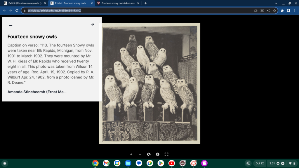 Image of fourteen stuffed snowy owls posed on mounts. The photos were taken by W.H.Kiess who also posed them.
